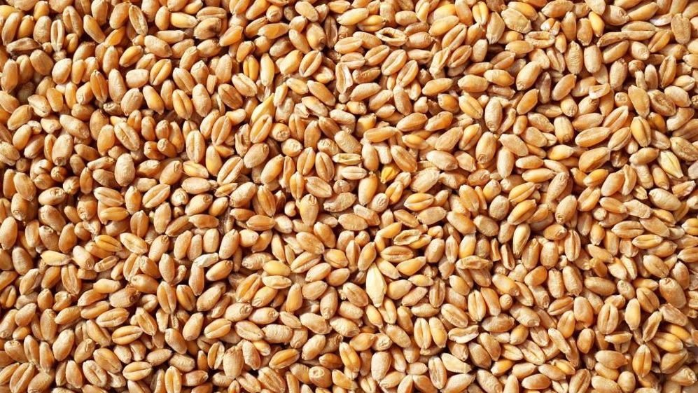 Grains de blé en gros plan, avant la mouture